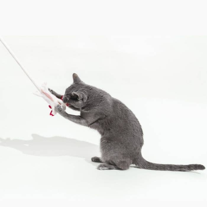Wool Axolotl Cat Toy with a 5-Foot Long Tether